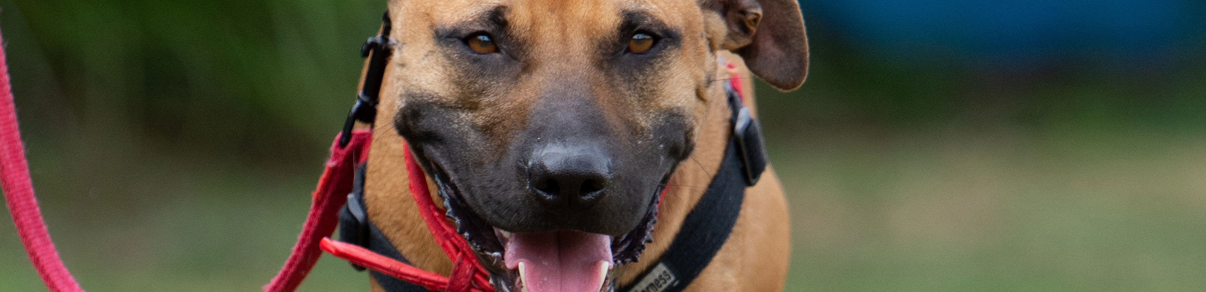 Gregorys happy tail who came to RSPCA after warrants executed in relation to dog fighting